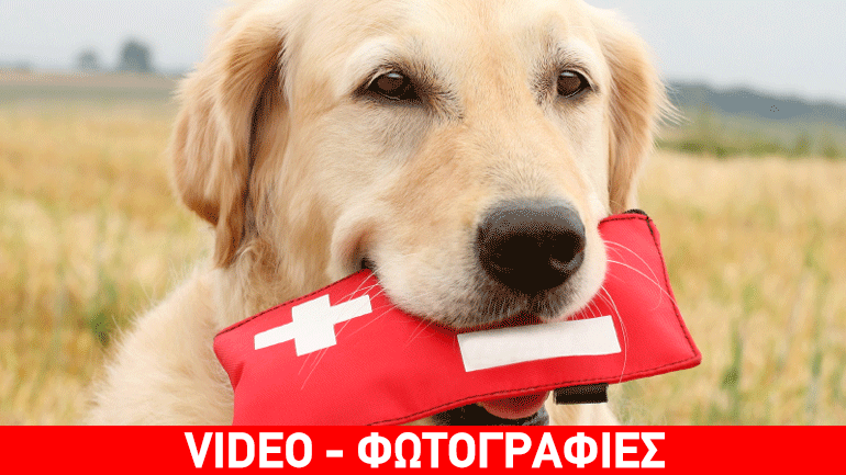Πώς να σώσετε μια ζωούλα: Πρώτες βοήθειες σε σκύλους και γάτες!