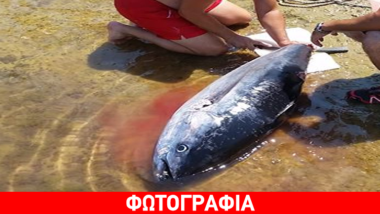 Αμοργός: Τεράστιο ψάρι τρόμαξε λουόμενους!