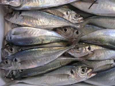 Κατασχέσεις αλιευμάτων στη Νέα Μηχανιώνα