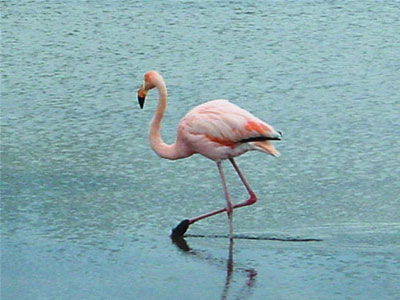 Κέρκυρα: S.O.S. για τραυματισμένο φλαμίνγκο