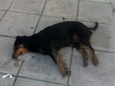 Του έριξαν φόλα