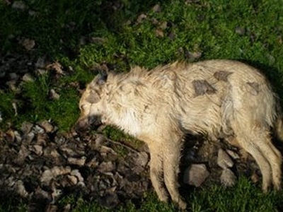 Φόλες στη Ρόδο