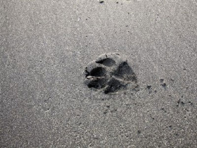 Χάθηκε ο Μαξ