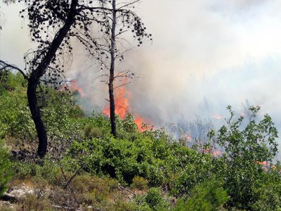Στις φλόγες δασική έκταση στην Καρδίτσα