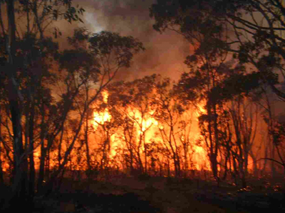 Μέτρα για την προστασία των δασών στη Ζάκυνθο