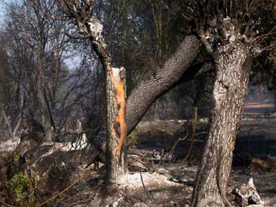 «Μάννα εξ ουρανού» τα κονδύλια πυροπροστασίας