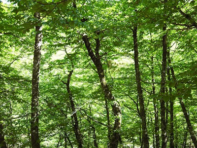 Αχαΐα: Προληπτική απαγόρευση κυκλοφορίας σε εθνικούς δρυμούς Αχαΐα: Προληπτική απαγόρευση κυκλοφορίας σε εθνικούς δρυμούς