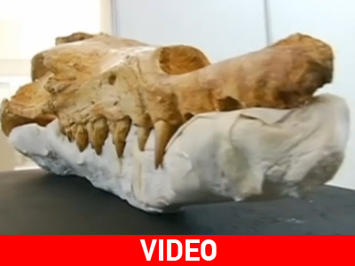 Περού: Στο φως ο αρχαιότερος πρόγονος της φάλαινας