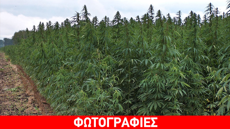 Αιτωλοακαρνανία: Είχαν αδυναμία στα… δενδρύλλια κάνναβης