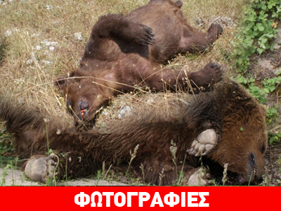 Δύο αρκούδες νεκρές από σφαίρες στην Πρέσπα