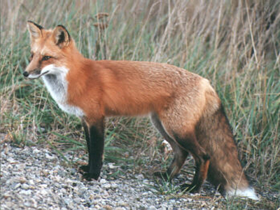 Πύργος: Αλεπούδες σε εργοστάσιο