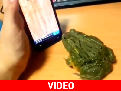Βάτραχος παίζει παιχνίδι στο i-phone!