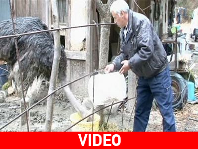 Ιαπωνία: Η αγάπη του για τα ζώα νίκησε τον εφιάλτη της ραδιενέργειας