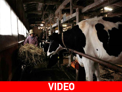 Εκτεταμένοι έλεγχοι στις φάρμες της Φουκουσίμα