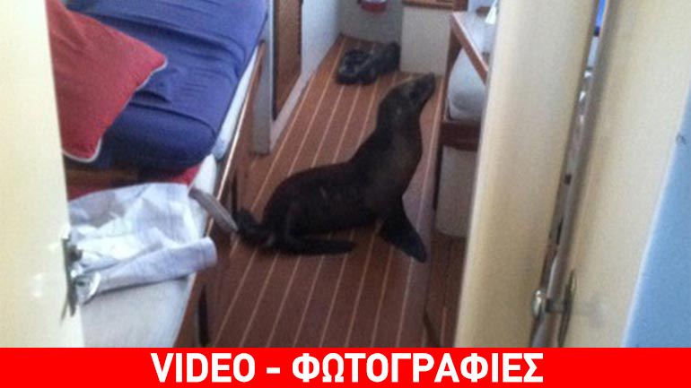 Φώκια πήρε τον υπνάκο της στην… καμπίνα του σκάφους!