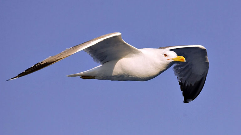 Πυροσβέστες έσωσαν γλάρο στην Ξάνθη