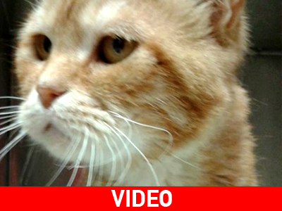 Χαρίζεται ο Γκάρφιλντ