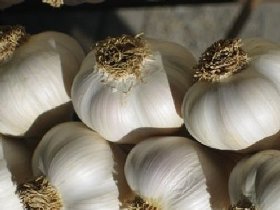 Προσεχώς… «κίνημα σκόρδου» στον Έβρο