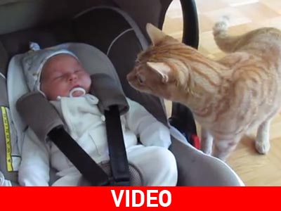 Όταν η γάτα συνάντησε τον μπέμπη!