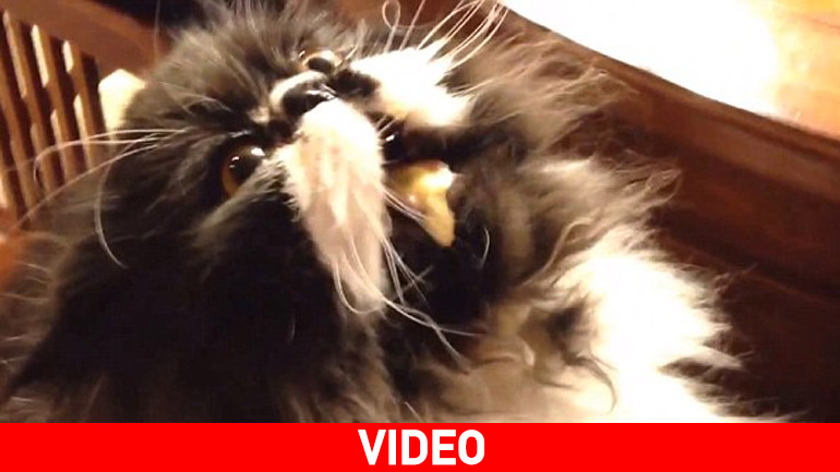 Τι παθαίνει μια γάτα όταν φάει παγωτό;