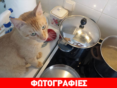 Χάθηκε γάτος στον Τσακό Αγ. Παρασκευής