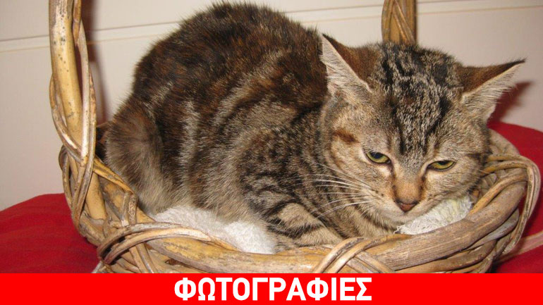 Δώστε μια αγκαλιά στην Tiger Lily