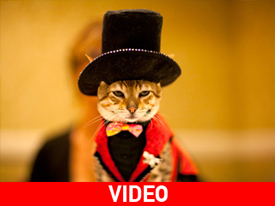 Πασαρέλα μόνο για… τετράποδα! Πασαρέλα μόνο για… τετράποδα!