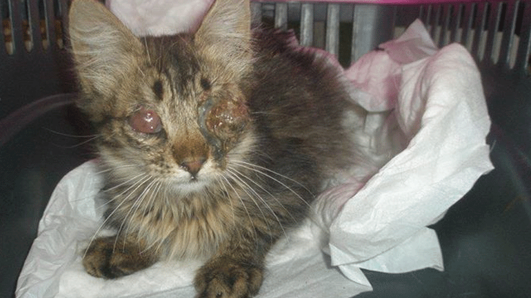 O Lee Sin χρειάζεται επέμβαση. Μπορείτε να βοηθήσετε;