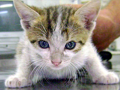 Πάτρα: Απεγκλώβισαν γατάκι από κινητήρα αυτοκινήτου