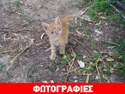 Επείγον: Γατάκι ψάχνει σπίτι στην Πάρο