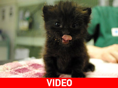 Ένα γατάκι στο μετρό του Λονδίνου