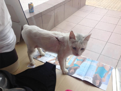 Xαρίζεται πανέμορφη γατούλα