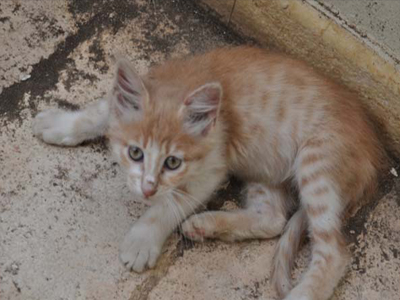 Αυτό το γατάκι ποιος θα το πάρει;