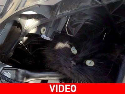 Γατάκι παγιδεύτηκε στη μηχανή BMW