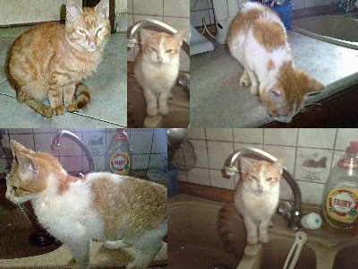 Χαρίζονται δύο χαριτωμένα γατάκια