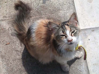 Αναζητά τον ιδιοκτήτη της