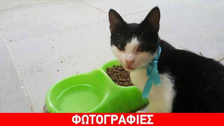 Χαρίζεται ο γατούλης Saba