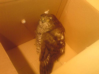 Βρέθηκε τραυματισμένο γεράκι στην Κέρκυρα