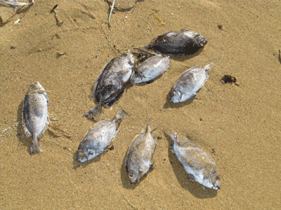 Κι όμως, εξάγουμε… Γερμανούς!