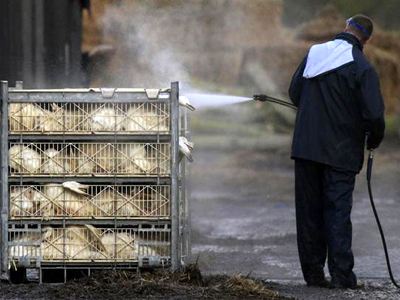 Γερμανία: Νέο κρούσμα του ιού της γρίπης των πτηνών
