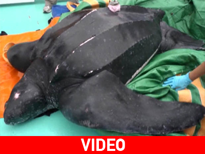 Η.Π.Α.: Διάσωση θαλάσσιας χελώνας στα ανοικτά της Μασαχουσέτης