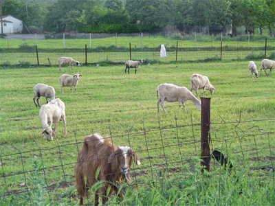 Ο καταρροϊκός πυρετός έφθασε στη Βουλή