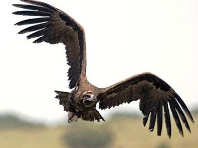 Γυπαετός μέσα στην πόλη των Χανίων