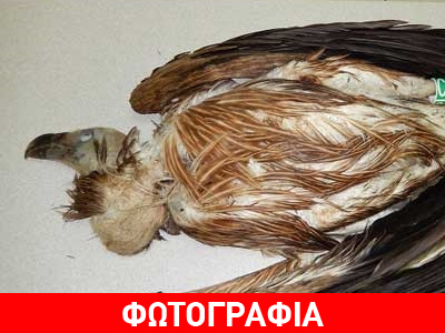 Ιωάννινα: Ασυνείδητοι πυροβόλησαν και σκότωσαν προστατευόμενο είδος γύπα στην Ολύτσικα