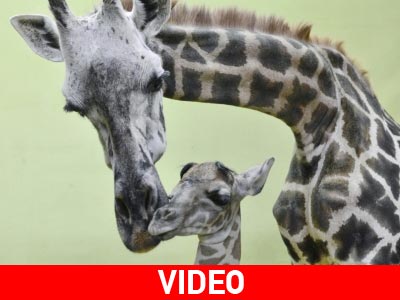 Μητέρα για 18η φορά καμηλοπάρδαλη στη Ν. Κορέα