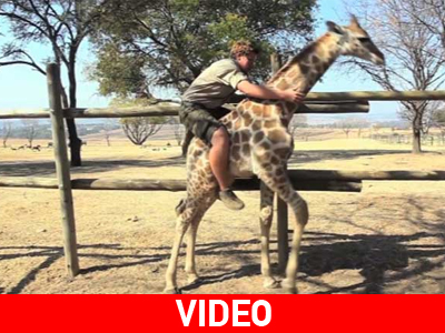 Ν. Αφρική: Ιππεύει καμηλοπάρδαλη…