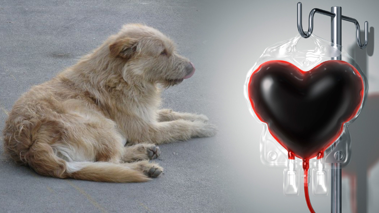 Χανιά: Τιμούν την Παγκόσμια Ημέρα των Ζώων, προσφέροντας αίμα