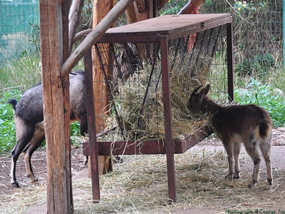 Χωρίς κτηνίατρο ο Δημοτικός Κήπος Χανίων