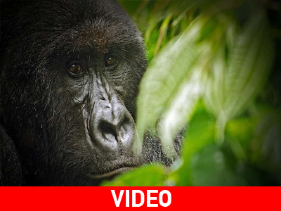 Παραμένουν στην «ομίχλη»