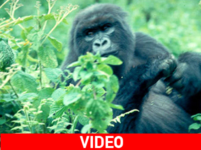 Ρουάντα: Στόχος να διαλυθεί η «ομίχλη»